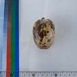 Dacryodes edulis Fruit