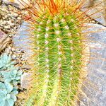 Echinopsis candicans Leaf
