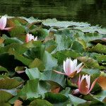 Nymphaea alba Leaf