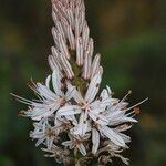 Asphodelus lusitanicus Flower