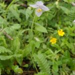 Meconopsis polygonoides