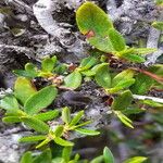 Cercocarpus ledifolius ᱥᱟᱠᱟᱢ