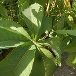 Cussonia arborea Flower