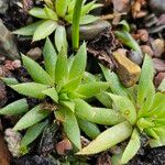 Sempervivum globiferum Leaf