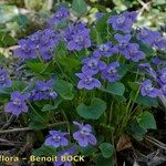 Viola × uechtritziana Habitus