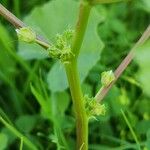 Malva verticillata Casca