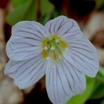Oxalis montana Blomst