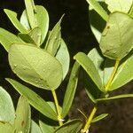 Psidium salutare Hoja