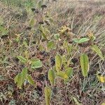 Melhania ovata Habit