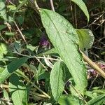 Buddleja davidii Feuille