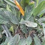 Aglaonema nitidum Habitus