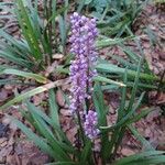 Liriope muscari 花