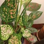 Aglaonema costatum Blatt