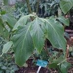 Justicia aurea Hoja
