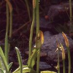 Ophioglossum azoricum Buveinė