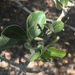 Strychnos madagascariensis Leaf