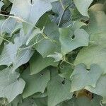 Sechium edule Φύλλο