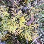 Seseli peucedanoides Hoja