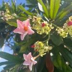 Cerbera manghas Blüte