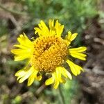 Gaillardia megapotamica Flower