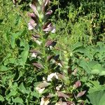 Acanthus hungaricus Habitatea