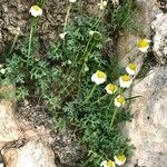 Anthemis persica