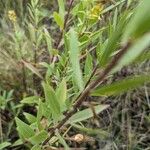 Solidago speciosa 葉