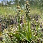 Platanthera hyperborea Floare