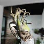 Tillandsia paucifolia 葉