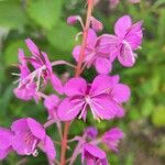 Epilobium angustifoliumЦвят