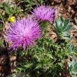 Cirsium acaulon अन्य