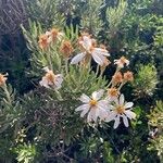 Chiliotrichum diffusum Fleur