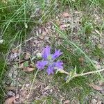 Campanula glomerataЦвят