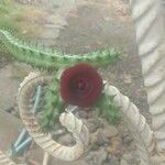 Huernia macrocarpa Flower