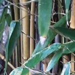 Phyllostachys aurea кора