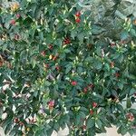 Capsicum frutescens Fruit