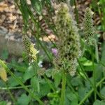 Stachys officinalis Плід