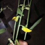 Crotalaria juncea Flor