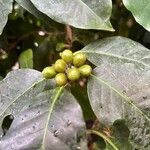 Coffea canephora Froito