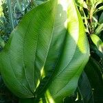 Echinodorus grandiflorus Folha