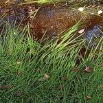 Isolepis fluitans Leaf