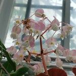 Begonia juliana Кветка