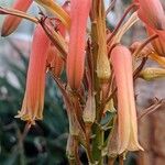 Aloe kedongensis 花