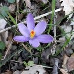 Crocus flavus Blüte