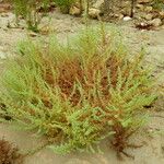 Salsola kali موطن