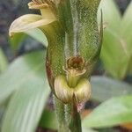 Sarcoglottis acaulis Hoja