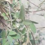 Desmodium tortuosum عادت