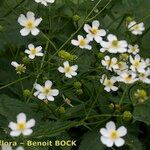 Ranunculus platanifolius Libunga