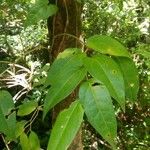 Piper borbonense Leaf