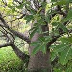 Adansonia za Blatt